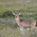 Southern Reedbuck - Photo (c) Daniel Branch, some rights reserved (CC BY-NC), uploaded by Daniel Branch