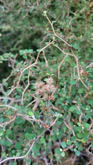 Olearia quinquevulnera