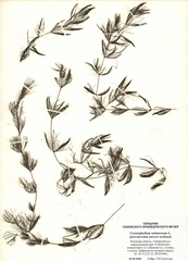 Ceratophyllum submersum