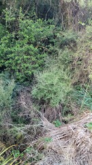 Olearia quinquevulnera