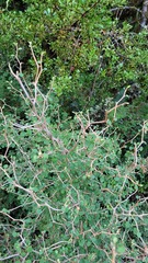 Olearia quinquevulnera