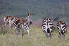 Equus quagga crawshayi