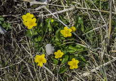 Caltha palustris palustris