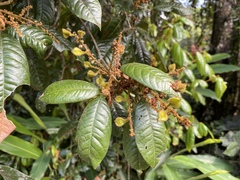 Mischocarpus lachnocarpus