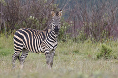 Equus quagga crawshayi