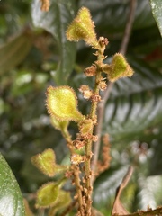 Mischocarpus lachnocarpus