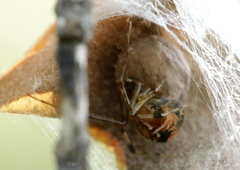 Parasteatoda lunata