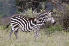 Equus quagga crawshayi