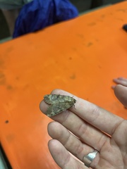 Condica illecta