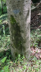 Cryptocarya microneura