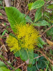 Xanthostemon paradoxus