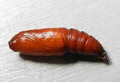 Scolecocampa liburna