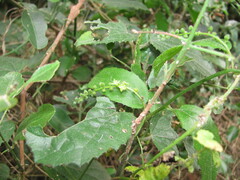 Pyrenacantha scandens