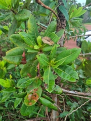 Xanthostemon paradoxus