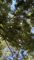 Cryptocarya microneura