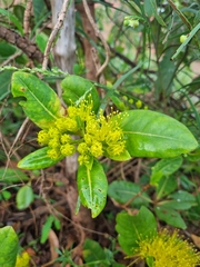 Xanthostemon paradoxus