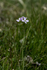 Cardamine pratensis