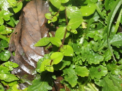 Stellaria reticulivena