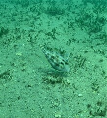 Meuschenia trachylepis