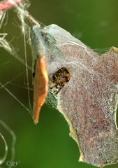 Parasteatoda lunata