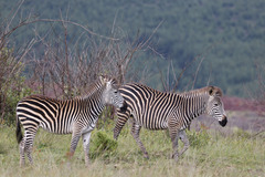 Equus quagga crawshayi