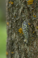 Aporia crataegi