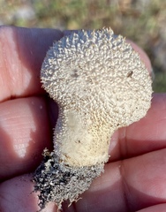 Lycoperdon perlatum image