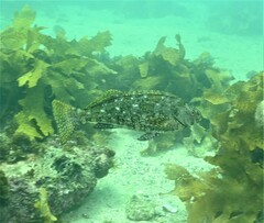 Aplodactylus lophodon