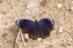 Junonia touhilimasa