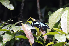 Papilio phorcas