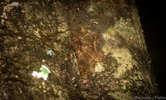 Paradromulia ambigua