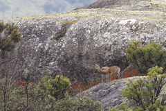 Oreotragus oreotragus