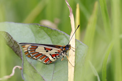 Acraea goetzei