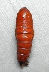 Scolecocampa liburna