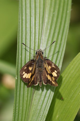 Taractrocerini