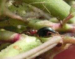 Cylas formicarius