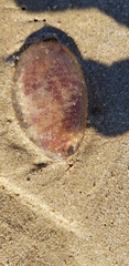 Pelagia noctiluca