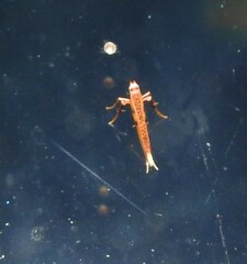 Caloptilia chrysitis