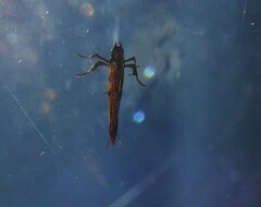 Caloptilia chrysitis