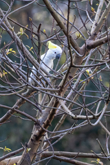 Cacatua sulphurea