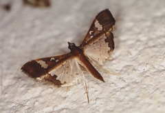 Maruca vitrata