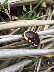Cosmozosteria bicolor
