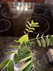 Senna gaudichaudii