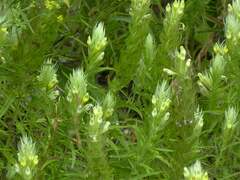 Melampyrum argyrocomum