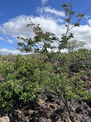 Mezoneuron kavaiense