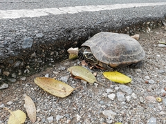 Malayemys macrocephala