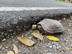 Malayemys macrocephala