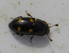 Glischrochilus hortensis