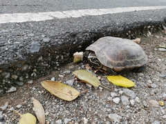 Malayemys macrocephala