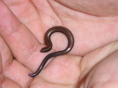 Scelotes mossambicus